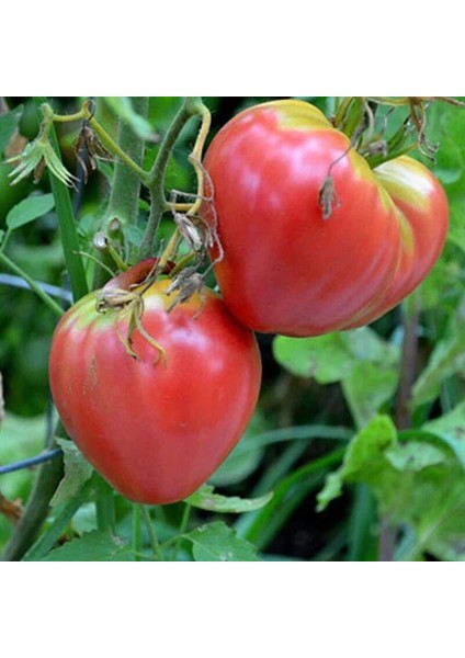 Oxheart Domates Tohumu (15 Tohum)