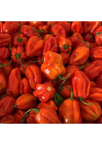 Habernero Red Small Çok Acı Biber Tohumu (15 Adet)