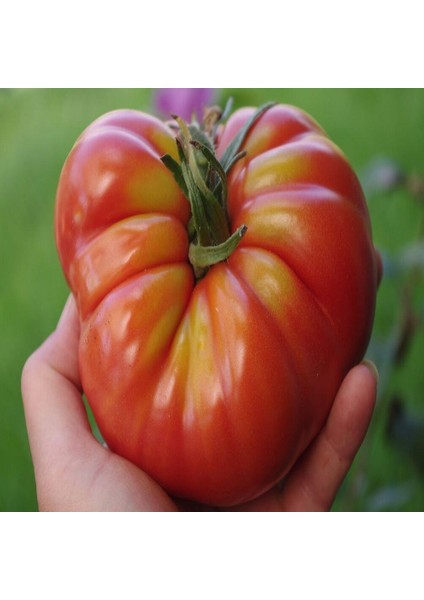 Marmade Domates Tohumu (15 Tohum)