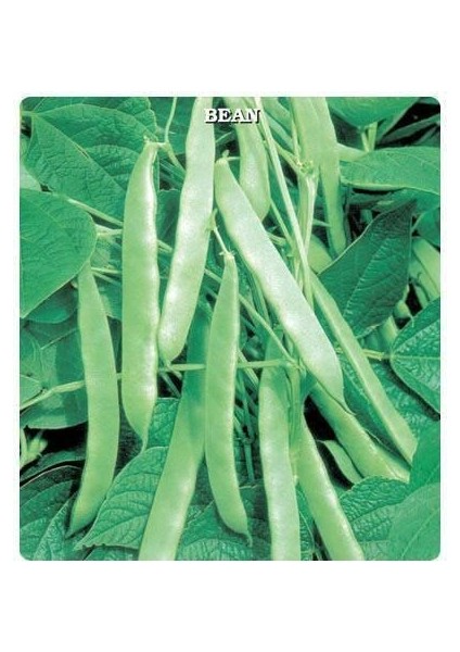 Sırık Fasülye Tohumu (25 Gram)