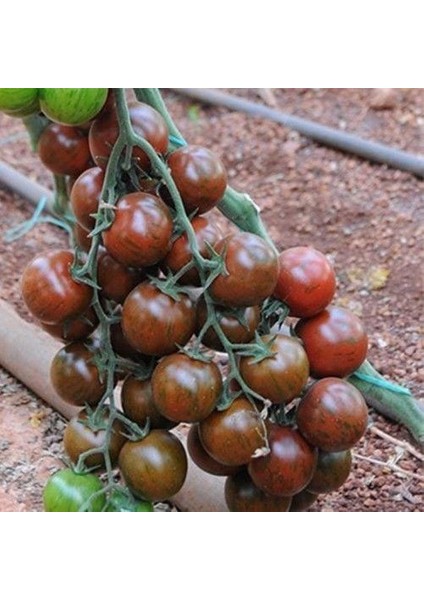 Nadir Black Cherry Domates Tohumu (15 Tohum)
