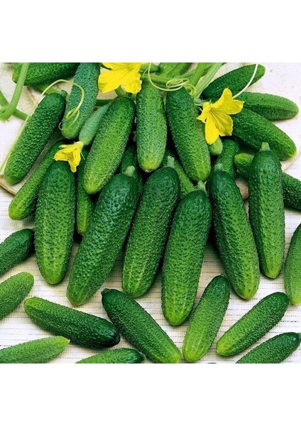 Kornişon (Turşuluk) Tohumu (25 Gram)