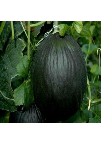 Karabey Siyah Kışlık Kavun Tohumu (10 Gram)