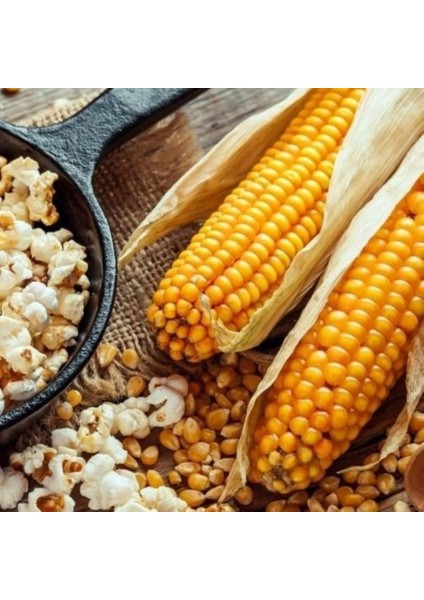 Cin Mısırı Tohumu (25 Gram)