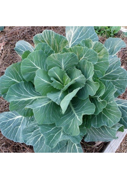 Morris Kara Lahana Tohumu (100 Tohum)