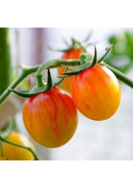 Süper Süpernova Cherry Domates Tohumu(15 Tohum)