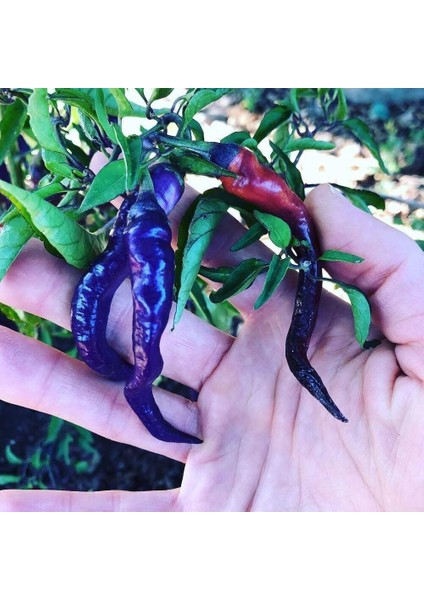 Mor Kalın Acı Biber Tohumu(15 Tohum)