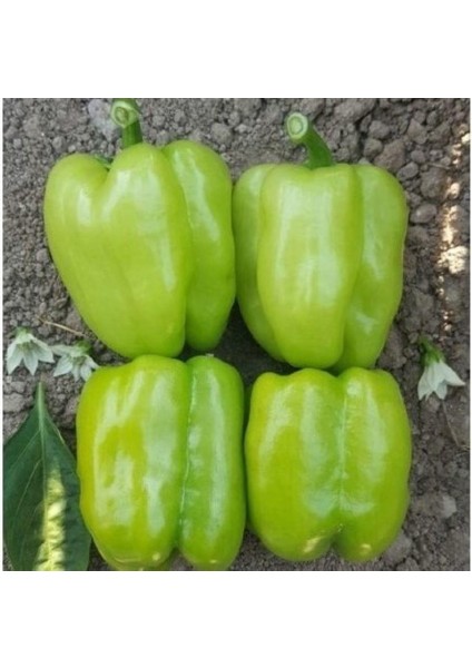 Dolmalık Kandil Biber Tohumu (2 Gram)