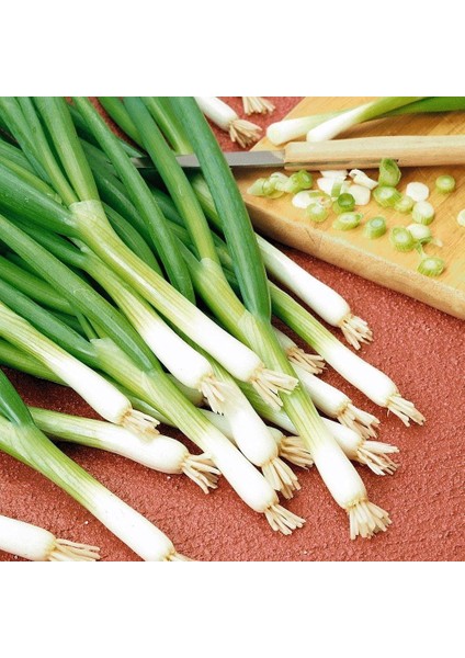 Taze Yeşil Soğan Tohumu (5 Gram)