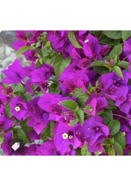 Sarılıcı Tırmanıcılı Mor Begonvil Sarmaşıgı