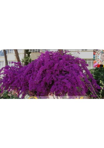 Sarılıcı Tırmanıcılı Mor Begonvil Sarmaşıgı fiyatları