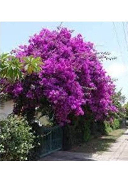 Sarılıcı Tırmanıcılı Mor Begonvil Sarmaşıgı modelleri