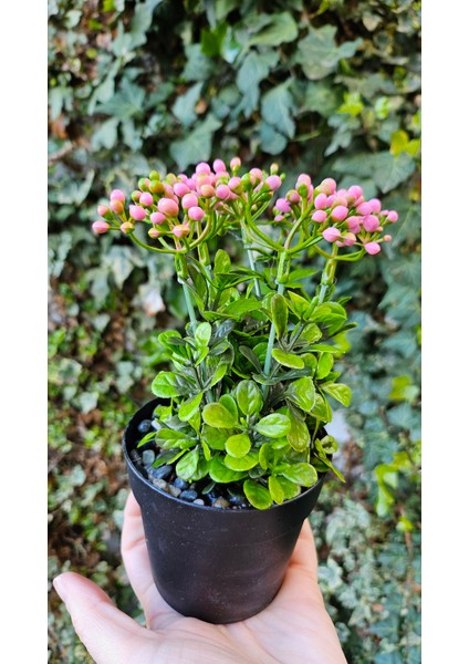 Yapay Kalanchoe Çiçeği- Saksıda Yapay Çiçek- Kalanşo Çiçeği- Pembe