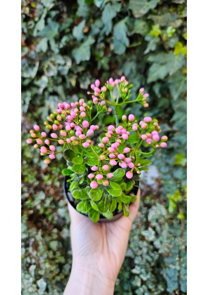 Yapay Kalanchoe Çiçeği- Saksıda Yapay Çiçek- Kalanşo Çiçeği- Pembe