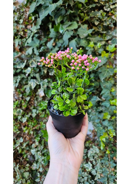 Yapay Kalanchoe Çiçeği- Saksıda Yapay Çiçek- Kalanşo Çiçeği- Pembe