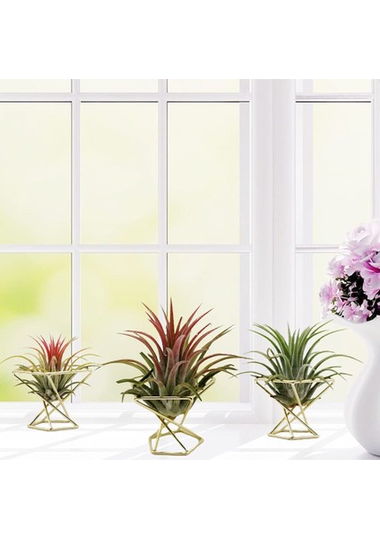 Xin Yue Zhang 6 Adet Geometrik Hava Tesisi Tutucu Airplants Raf Metal Bitkiler Standı Ekici Raflar Himmeli Dekor Tillandsia Konteynerler (Yurt Dışından)