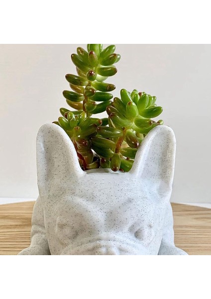 Xin Yue Zhang Etli Ekici, Bulldog Şekli Ev Bahçe Ofis Masaüstü Dekor Için Sevimli Bonsai Saksılar (Bitki Yok) (Yurt Dışından)