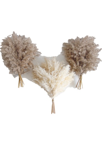 Xin Yue Zhang 30PCS Boho Dekor Kabarık Pompas Çim, Boho Için Doğal Kuru Pampas Çim Küçük Pampass Toplu (Yurt Dışından)