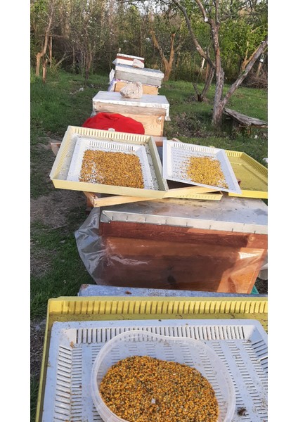 Saf Arı Poleni Doğal Kuru Polen 250 gr modelleri