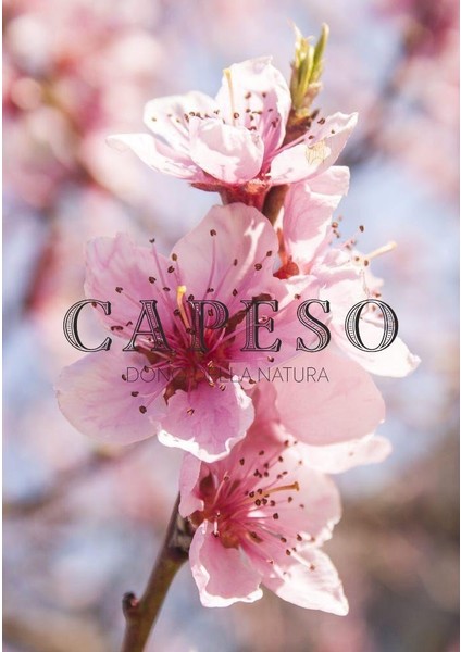 Cherry Blossom-Japon Kiraz Çiçeği Oda Kokusu 250 ml Yedek Şişe