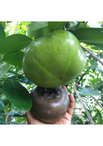 Yavuz Fidancılık Black Sapote 3 Yaş 40 cm