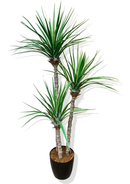 Yapay 3 Gövde Madagaskar Ejderha Ağacı 150 cm