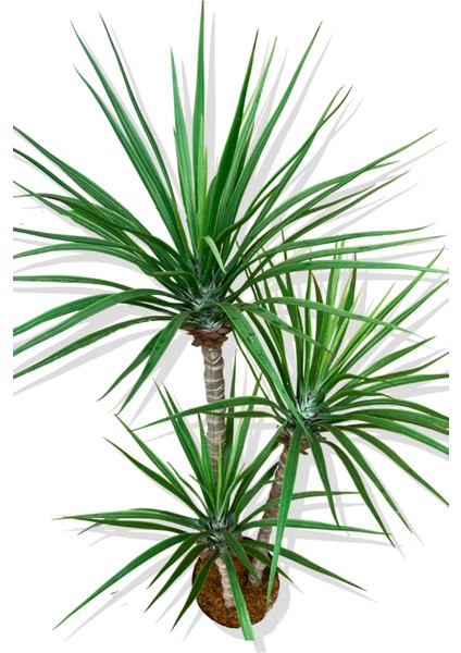 Yapay 3 Gövde Madagaskar Ejderha Ağacı 150 cm modelleri