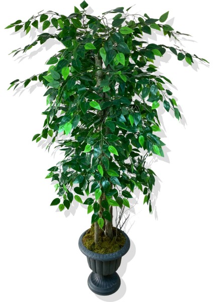 Yapay Ağaç Benjamin 150 cm Nergiz Saksı