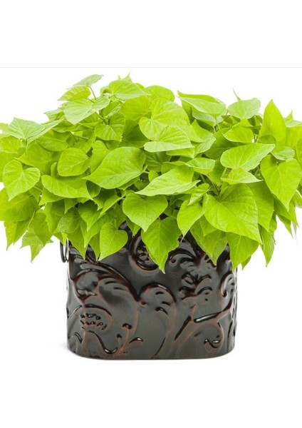 Papas Light Greentatlı Patates Fidesi (1 Adet)