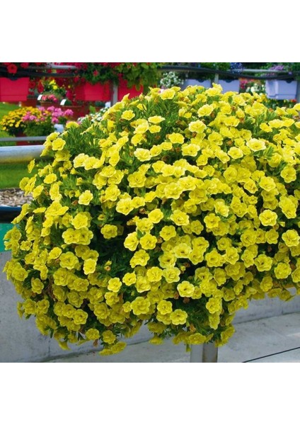 Calita Katmerli Double Sun Milyonlar Çanı Calibrochoa Çiçeği Fidesi (1 Adet)