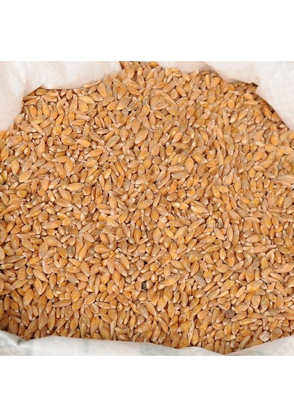 Siyez Buğdayı (Taneli Kabuksuz) 5 kg