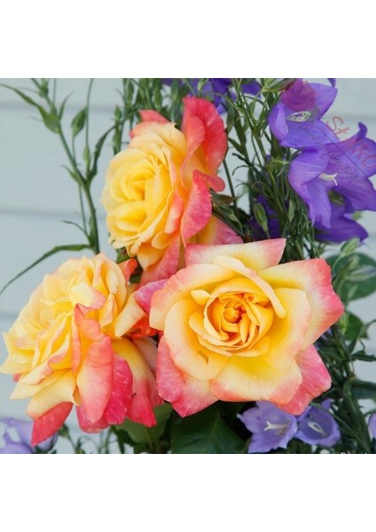 Tüplü Kordes Yediveren Speelwark Yoğun Parfüm Kokulu Gül Fidanı