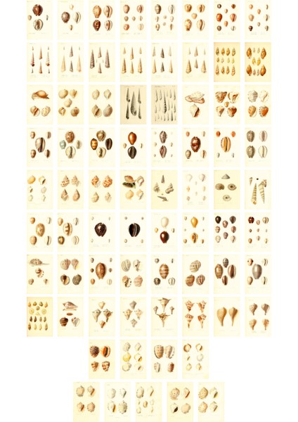 Deniz Kabukları Temalı Kartpostal Seti (10X15 cm 73 Adet)