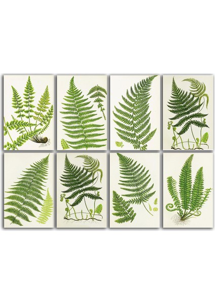 Eğrelti Otu Temalı Kartpostal Seti (10X15 cm 8 Adet)