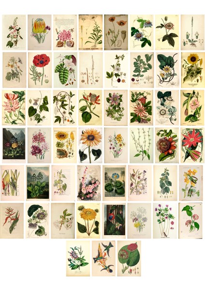 Çiçekler Temalı Kartpostal Seti (10X15 cm 51 Adet)