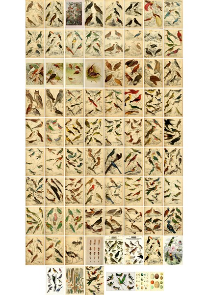 Kuşlar Temalı Kartpostal Seti (10X15 cm 78 Adet)