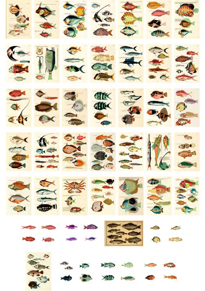 Balıklar Temalı Kartpostal Seti (10X15 cm 43 Adet)