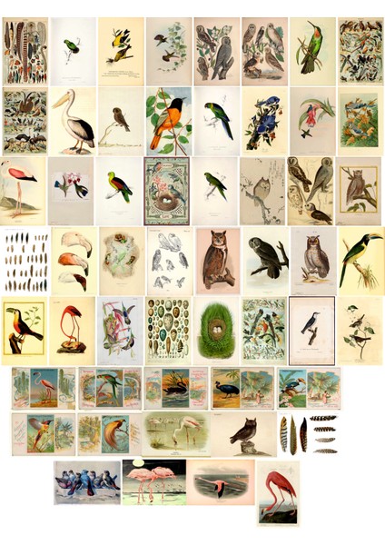 Kuşlar Temalı Kartpostal Seti (10X15 cm 62 Adet)