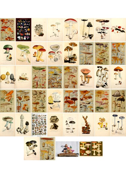 Mantarlar Temalı Kartpostal Seti (10X15 cm 45 Adet)