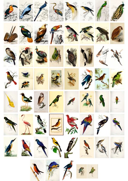 Kuşlar Temalı Kartpostal Seti (10X15 cm 61 Adet)