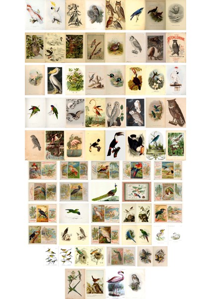 Kuşlar Temalı Kartpostal Seti (10X15 cm 68 Adet)