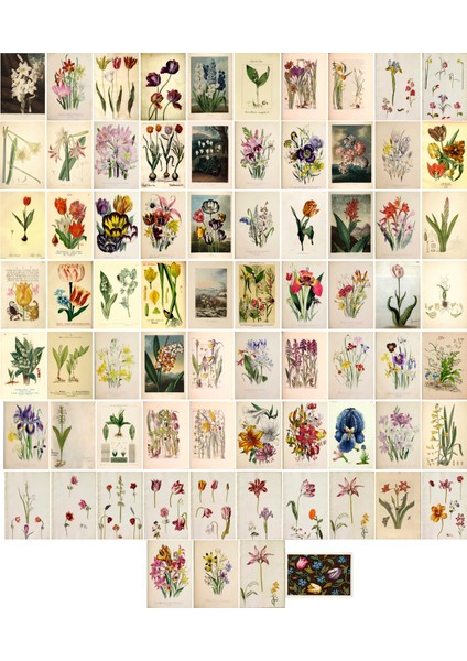 Lale Temalı Kartpostal Seti (10X15 cm 74 Adet)