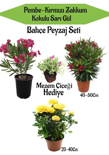 Peyzaj Seti 1 Adet Pembe 1 Adet Kırmızı Zakkum+1 Adet Sarı Gül+Hediye Mezem Çiçeği