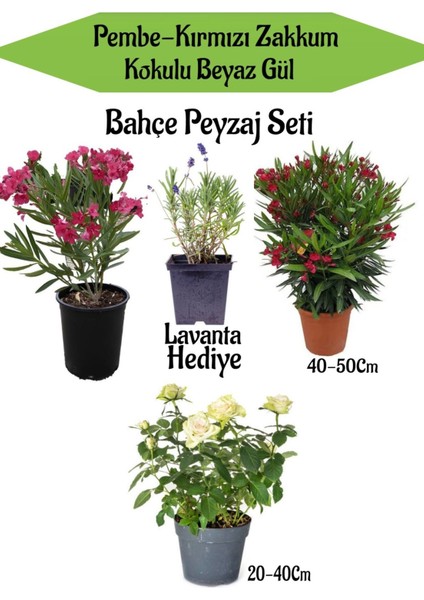 Bahçe Seti 1 Adet Pembe 1 Adet Kırmızı Zakkum+1 Adet Beyaz Gül Fidanı+ Hediye Lavanta