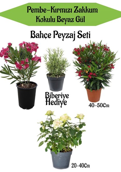 Bahçe Seti 1 Adet Kırmızı 1 Adet Pembe Zakkum+ 1 Adet Beyaz Gül + Hediye Biberiye