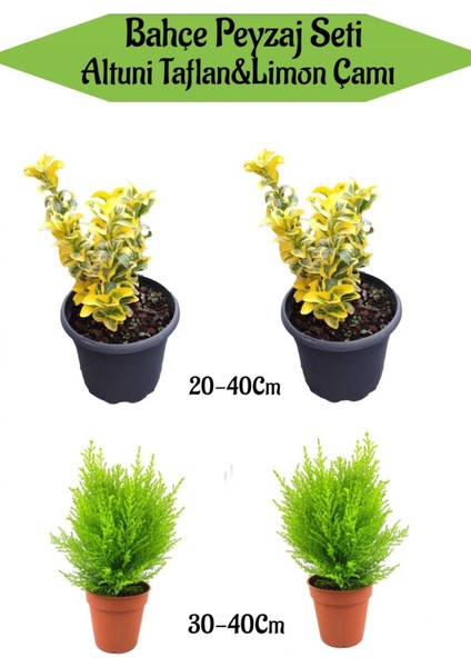 Bahçe Seti 2 Adet Altuni Taflan+ 2 Adet Limoni Servi Fidanı