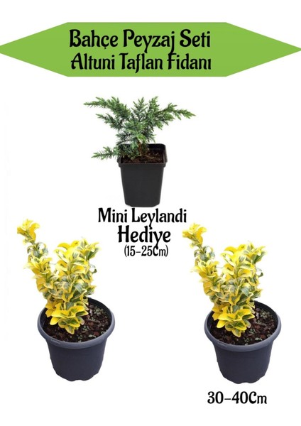Bahçe Peyzaj Seti 2 Adet Altuni Taflan Fidanı+ Hediye Mini Leylandi Fidanı