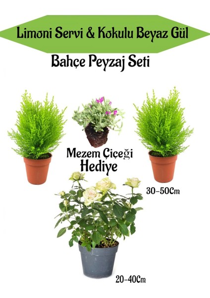 Bahçe Seti 2 Adet Limoni Servi Fidanı+1 Adet Beyaz Gül Fidanı+Hediye Mezem Çiçeği
