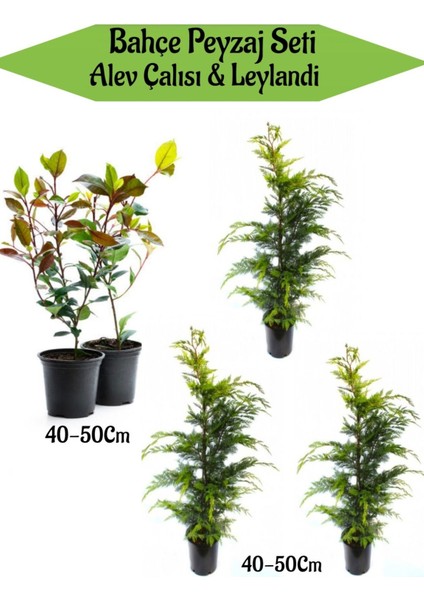 Bahçe Seti 2 Adet Alev Çalısı+ 3 Adet Leylandi Çam Fidanı