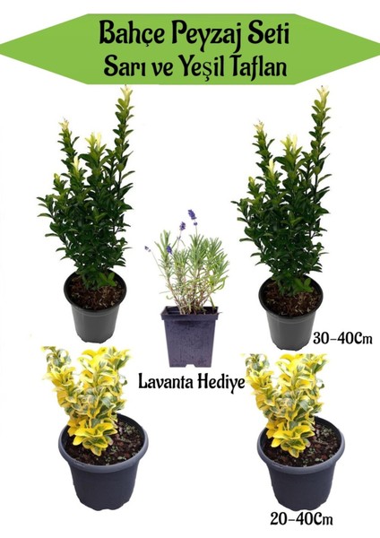 Bahçe Seti 2 Adet Yeşil 2 Adet Sarı Taflan+ Hediye Lavanta